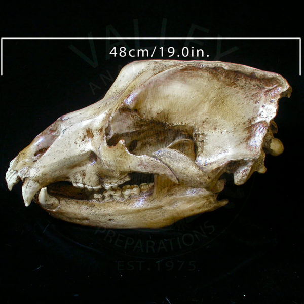 cave bear skull replica