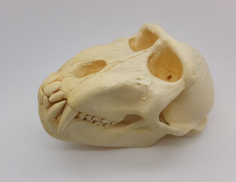 Celebes Crested Macaque Skull - SkeletonsAndSkullsSuperstore
