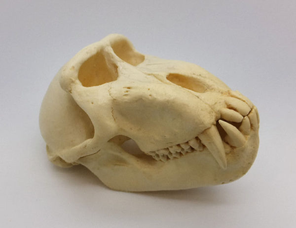 celebes crested macaque monkey skull