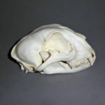 cheetah-female-skull-replica-CA07750