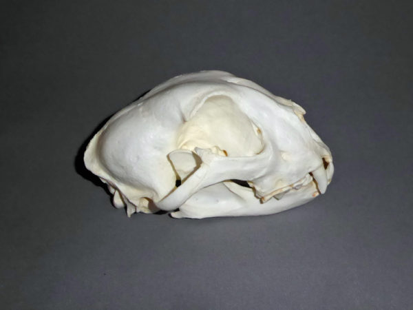 cheetah female skull replica
