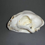 cheetah-female-skull-replica-facing-left-CA07750
