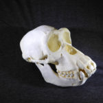 chimpanzee-female-skull-replica-ca23023
