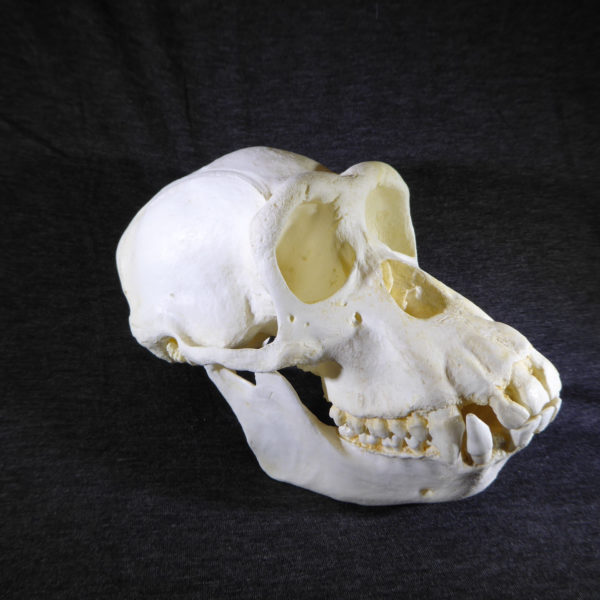 chimpanzee female skull replica