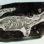 Mesosaur Fish Skeleton Plaque