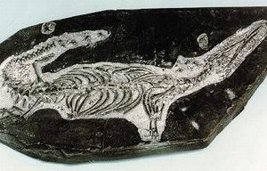 Mesosaur Fish Skeleton Plaque