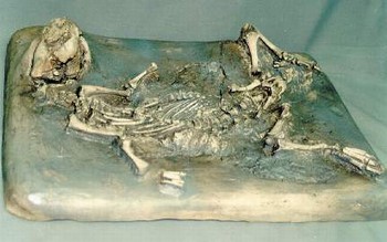 Oreodont Skeleton in Situ With Skull Plaques