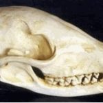 Coatimundi Coatis Skull
