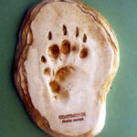coatimundi-footprint-cast-replica-WLC206