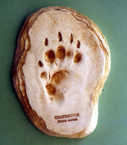 coatimundi footprint cast replica