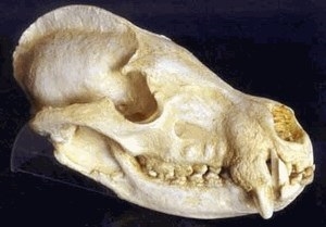 Coatimundi Coatis Skull