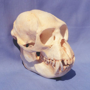 colobus male monkey skull