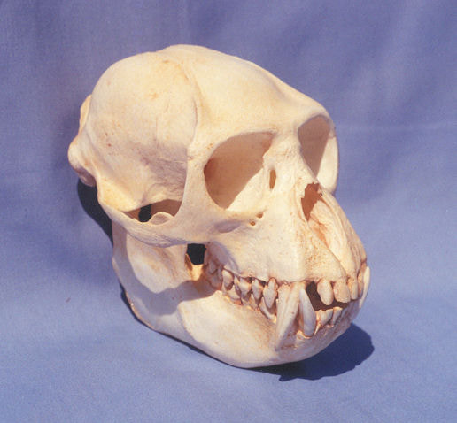 colobus male monkey skull