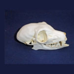 common brown lemur skull