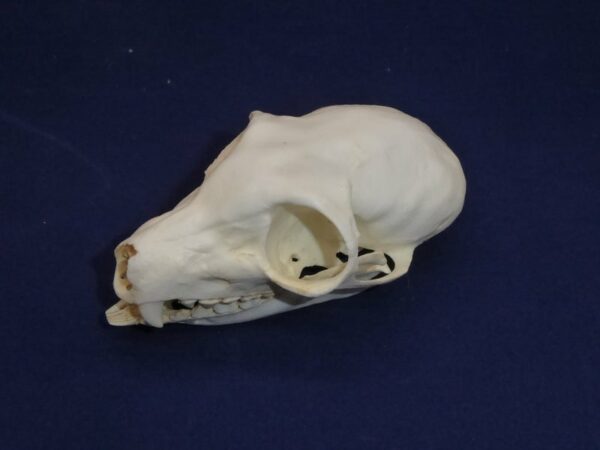 common brown lemur skull facking left CARB2922