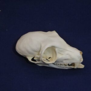 common brown lemur skull replica CARB2922