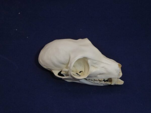 common brown lemur skull replica CARB2922