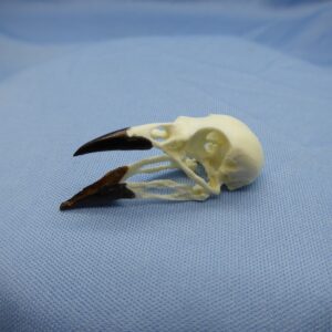 Common Cactus-Finch Skull Replica