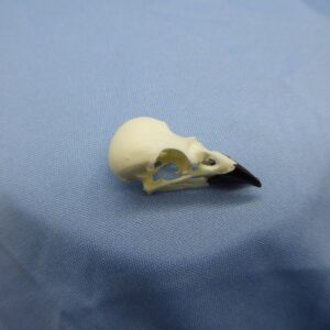 Common Cactus-Finch Skull Replica - Image 3
