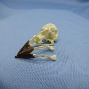 Common Cactus-Finch Skull Replica - Image 4