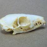 common-treeshrew-skull-replica-RB3285