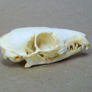 common treeshrew skull replica