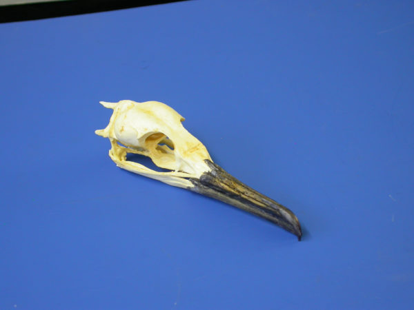 cormorant female skull replica