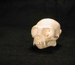 cotton-top tamarin skull replica-2 RS350
