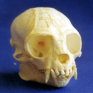 cotton-top tamarin skull replica