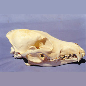coyote male skull replica
