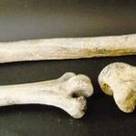 Moa Leg Bones Replicas Models A 31.3 Inches