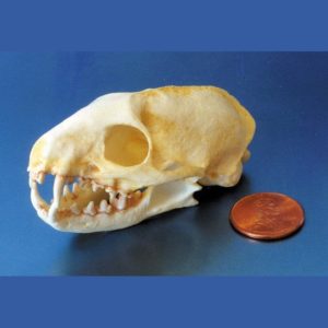 crab eating mongoose skull replica