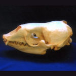 crabeater-seal-skull-replica-cadjl0037