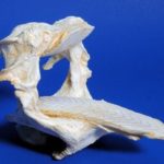 cttDc-vqKYo-BtDHC-Spotted_eagle_ray_fish_jaw_cast_replica_model