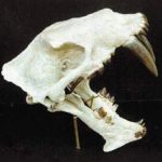 cwKRW-beFMC-npmYW-saber-toothed-cat-adult-skull