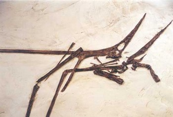 Nyctosaurus Skeleton Panel