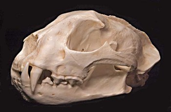 Asian Golden Cat Skull