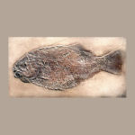 dapedius-punctatus-fossil-replica-P055
