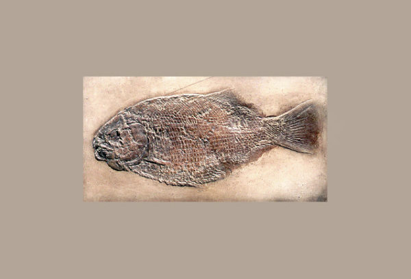 dapedius punctatus fossil replica