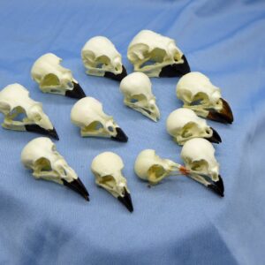darwins finch skulls set of twelve