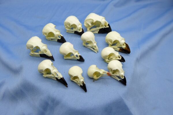 darwins finch skulls set of twelve