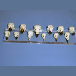 darwins finch skulls set of twelve