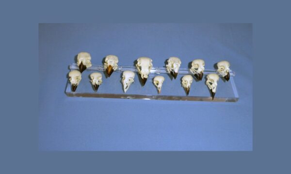 darwins finch skulls set of twelve