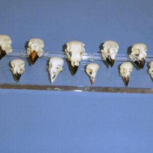 darwins finch skulls set of twelve