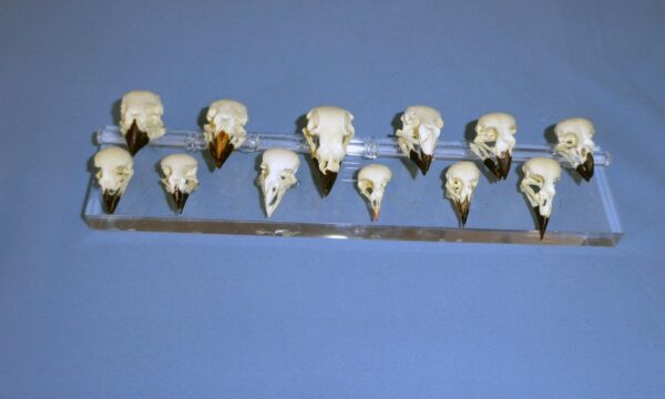 darwins finch skulls set of twelve