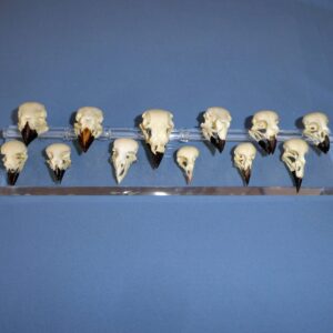 darwins finch skulls set of twelve