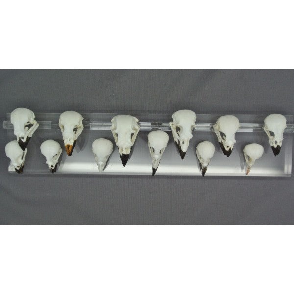 darwins-finch-skulls-set-of-twelve-cadw0001 darwins finch skulls set of twelve cadw0001