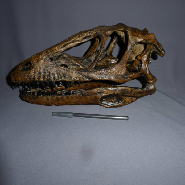 deinonychus skull model left SH13