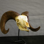 bighorn-sheep-male-skull-CA01057