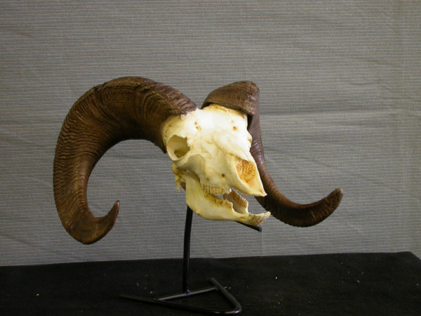 Bighorn sheep male skull